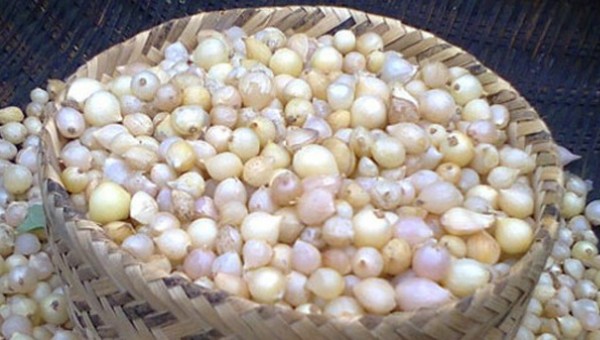 Loại hạt bé ti ti như này được mệnh danh là “thần dược” chữa bách bệnh, bạn biết được bao nhiêu?