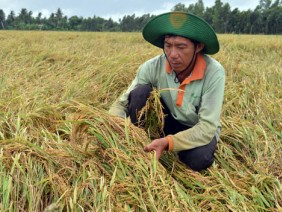 Nông nghiệp lần đầu tiên tăng trưởng âm: Nông dân đang “kiệt sức”