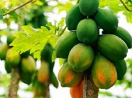 1 quả đu đủ xanh – Đánh tan sỏi thận mà không hề đau đớn, khó chịu