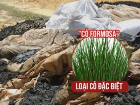 Sửng sốt: Phát hiện loại cỏ kì lạ nhất Việt Nam - Cỏ Formosa