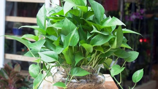 Những cây trồng trong nhà giúp bạn ngủ ngon hơn