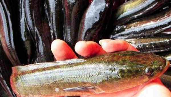 Nuôi cá lóc trong bể xi măng, thu nhập 200 triệu/ năm