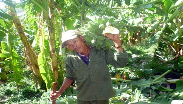 Trồng chuối lãi hơn 150 triệu đồng mỗi năm