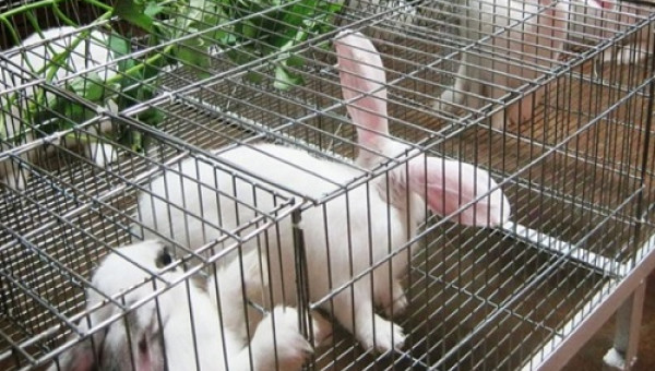 Nuôi thỏ lãi 30 triệu đồng/tháng