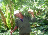 Trồng chuối lãi hơn 150 triệu đồng mỗi năm