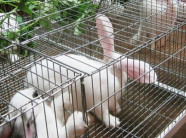 Nuôi thỏ lãi 30 triệu đồng/tháng