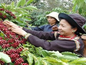 Tây Nguyên - đất quý chưa 