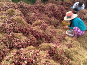 Việt Nam xuất khẩu công nghệ trồng hành: Thực tài nông dân