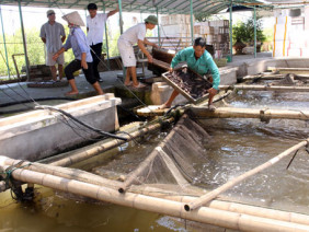 Nông dân dễ dàng thu tiền tỷ nhờ cá bống bớp