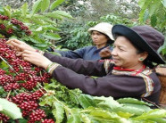 Tây Nguyên - đất quý chưa "nở hoa" bền vững