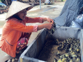 Nữ nông dân Tây Đô lên mạng bán... vịt trời