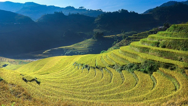 Thời gian và địa điểm lý tưởng ngắm lúa chín phía Bắc