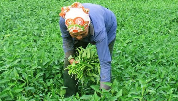 Trồng muống 'làm chơi ăn thật' ở Diễn Châu