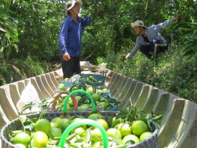 Cam xoàn Lai Vung vào mùa thu hoạch