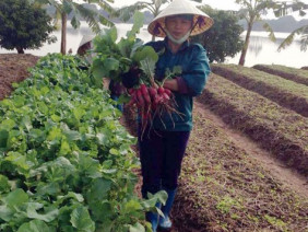 "Bí kíp" làm nông sản sạch không cần đầu tư nhiều tiền