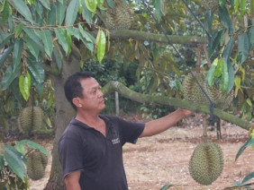 Tăng năng suất, chất lượng cây trồng bằng mô hình tưới tiết kiệm