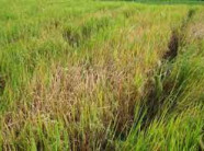 Phòng trừ bệnh đốm nâu hại lúa