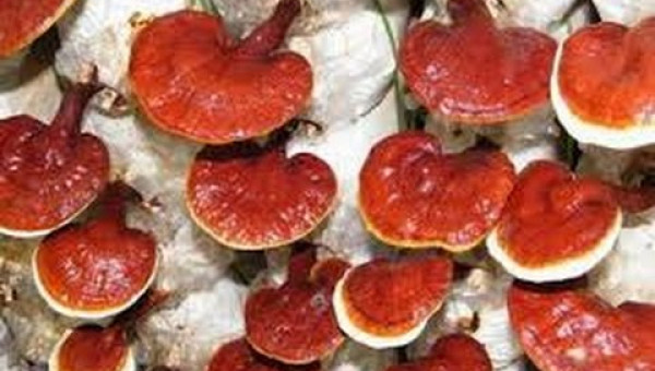 Kinh nghiệm trồng nấm Linh Chi đỏ