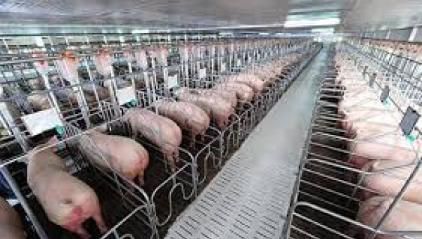 Tìm hiểu mô hình nuôi Heo công nghệ cao bằng máy tính