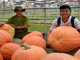 Nông dân làm giàu với bí “siêu khủng”