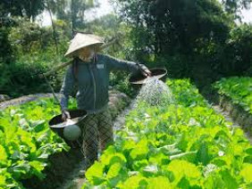 Rau sạch - đam mê và... nản lòng