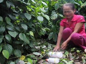 Cần làm rõ nguyên nhân hồ tiêu rụng hàng loạt