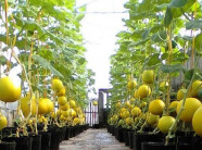 Thu 3 tạ dưa trên sân thượng 40m², nông dân phố lập "kỷ lục mới"