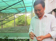 Thành triệu phú từ 5 con... cà cuống