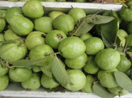 Trồng ổi lê, hái ra tiền