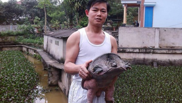 Lãi 500 triệu/năm với nuôi ba ba gai