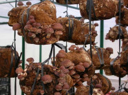 Kĩ thuật trồng nấm hương