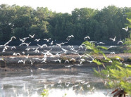 Ngắm rừng đước xanh mướt dọc làng chài vừa hồi sinh