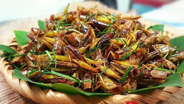 Mùa châu chấu, mùa kiếm bộn tiền