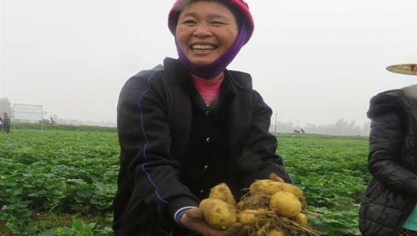 Mô hình trồng khoai tây che phủ xác thực vật