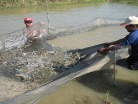 Kỹ thuật nuôi ghép cá Rô phi với tôm Chân trắng Nam Mỹ