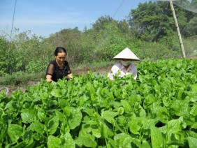 Quy trình sản xuất rau mồng tơi an toàn