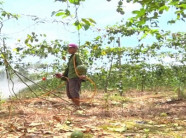 Khuyến cáo khi ồ ạt trồng chanh dây
