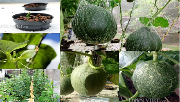Nông dân phố tiết lộ "bí kíp" thu hoạch dưa lưới mỏi tay