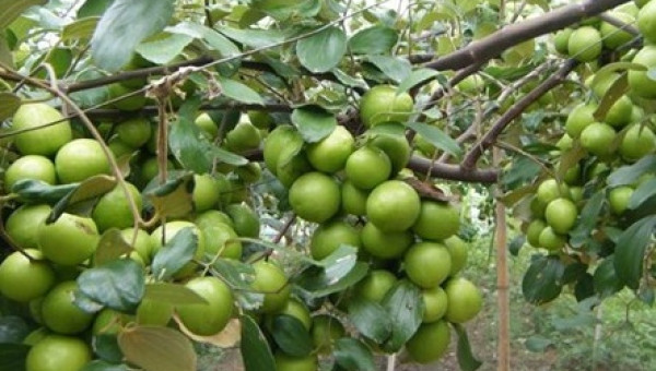 Lợi ích đáng ngạc nhiên của quả táo ta