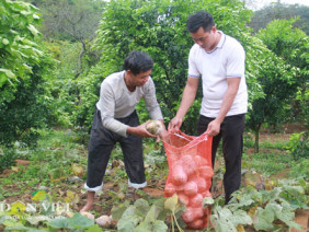 Mộc Châu trên đường thành “Đà Lạt của miền Bắc”