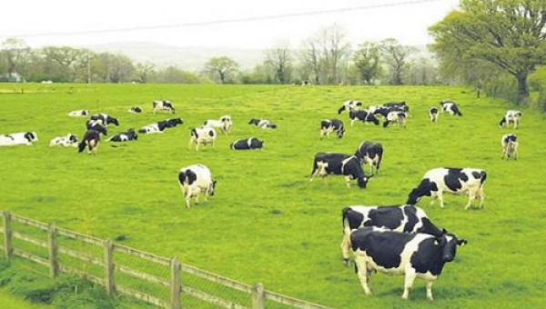 Nuôi bò sữa không lỗ...mà lại còn lãi