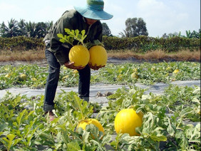 Trồng Dưa Kim Cô Hoàng Hậu thu lãi cao.