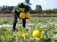 Trồng Dưa Kim Cô Hoàng Hậu thu lãi cao.