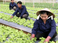 Chung tay sản xuất, kinh doanh nông sản an toàn
