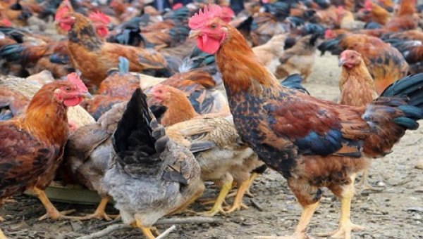 Gà đồi Yên Thế - sản phẩm mang thương hiệu độc quyền