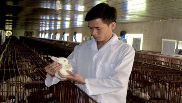 Làm giàu từ nuôi thỏ, giúp dân thoát nghèo
