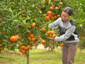 Tăng năng suất vườn cây ăn trái nhờ hệ thống tưới nước tự động