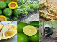 Những loại cây có giá trị cao biến nông dân nghèo thành tỷ phú