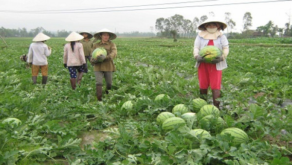 Dưa hấu Kỳ Lý: Chắc ruột, vị ngọt thanh