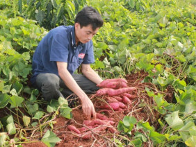 Anh nông dân trồng khoai lang - thu tiền tỷ mỗi năm